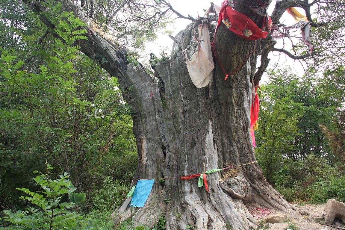 韩城 禹山神柏