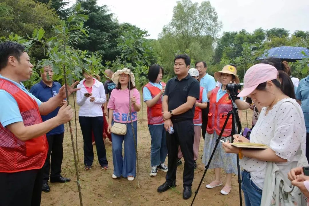 雷登柏是由山东省泰安林科院近几年从新西兰引进的优质常绿树种.