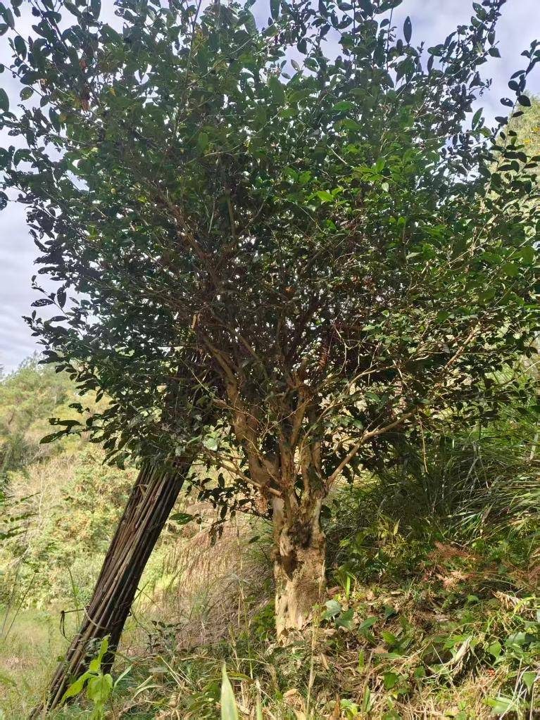 1770000631165099.jpg 16.jpg