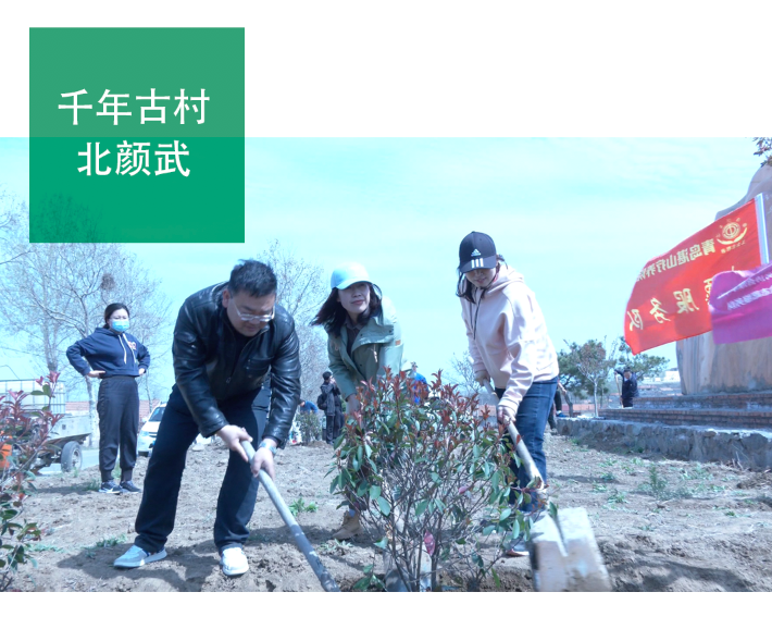 你有地我来绿樱花等树苗扮靓即墨北颜武村