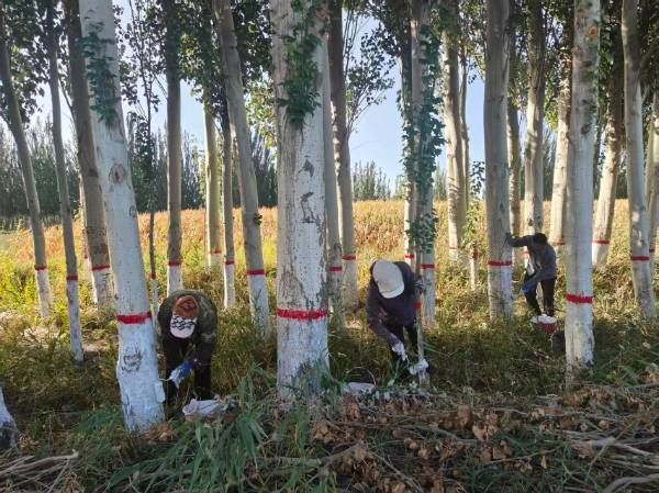 1762411957693395.jpg 5.jpg