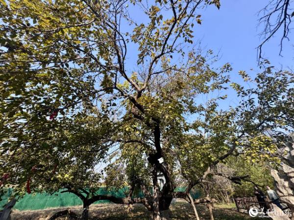 1763529331628250.jpg 10.jpg