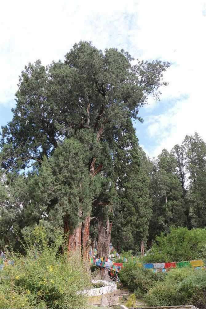 1763709135156900.jpg 1680165945552377.jpg