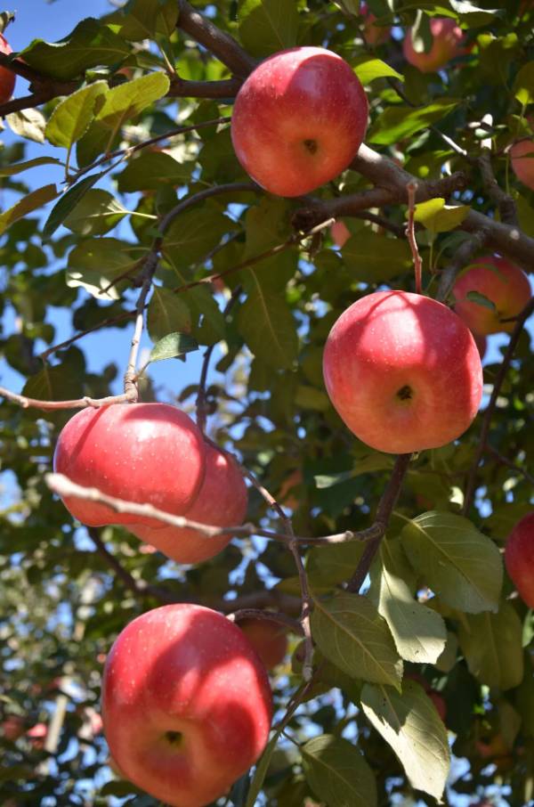 1764643181355123.jpg 19.jpg