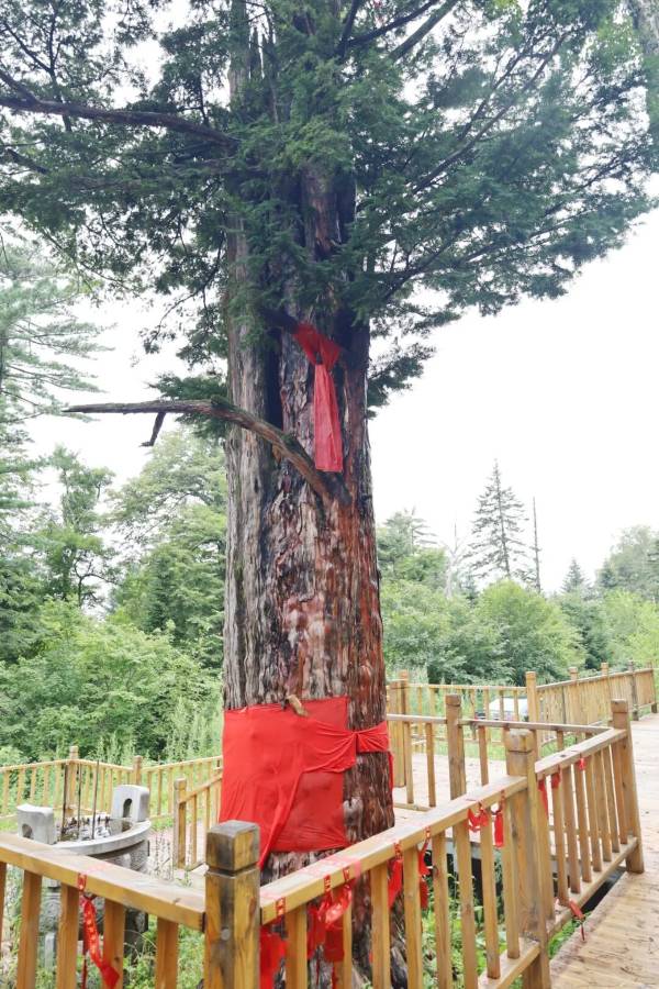 1765161261532642.jpg 10.jpg