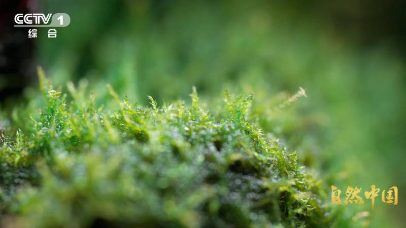 1765421729661531.jpg 5.jpg