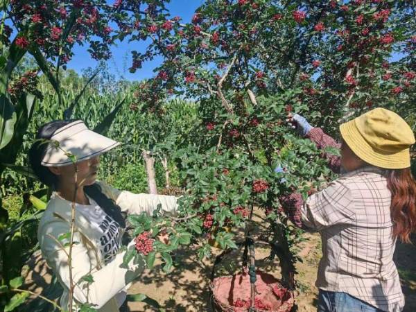 1765517964508532.jpg 1 (1).jpg