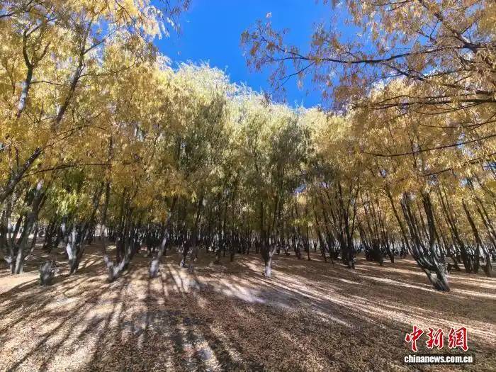 1765767741948763.jpg 2 (1).jpg