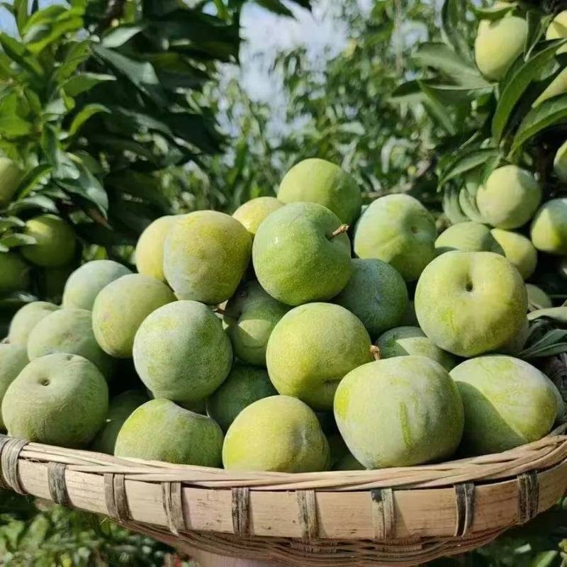 1767948487499256.jpg 6.jpg